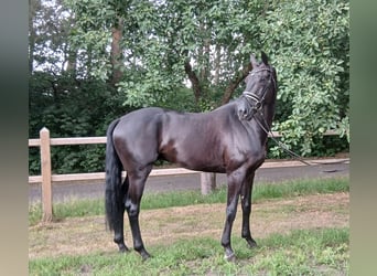 Oldenburger, Wallach, 6 Jahre, 172 cm, Rappe