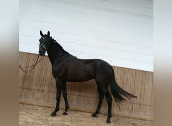 Oldenburger, Wallach, 6 Jahre, 172 cm, Rappe