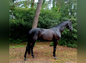 Oldenburger, Wallach, 6 Jahre, 172 cm, Rappe