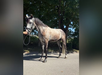 Oldenburger, Wallach, 6 Jahre, 172 cm, Schimmel