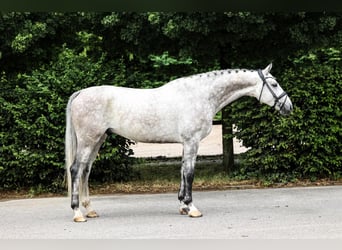Oldenburger, Wallach, 6 Jahre, 172 cm, Schimmel