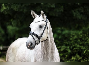 Oldenburger, Wallach, 6 Jahre, 172 cm, Schimmel