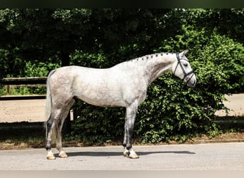 Oldenburger, Wallach, 6 Jahre, 172 cm, Schimmel