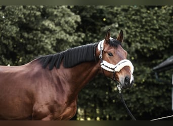 Oldenburger, Wallach, 6 Jahre, 174 cm, Brauner