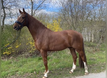 Oldenburger, Wallach, 6 Jahre, 174 cm, Dunkelfuchs