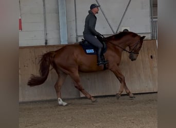 Oldenburger, Wallach, 6 Jahre, 174 cm, Fuchs