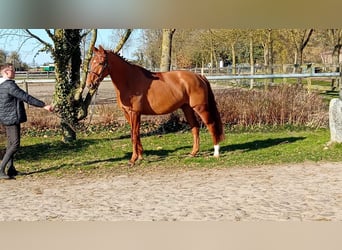 Oldenburger, Wallach, 6 Jahre, 174 cm, Fuchs