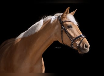 Oldenburger, Wallach, 6 Jahre, 174 cm, Palomino