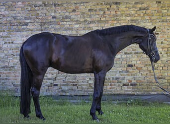 Oldenburger, Wallach, 6 Jahre, 174 cm, Rappe