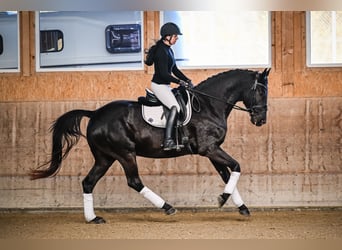 Oldenburger, Wallach, 6 Jahre, 174 cm, Rappe