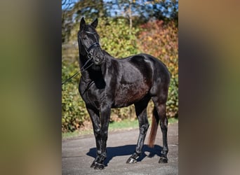 Oldenburger, Wallach, 6 Jahre, 174 cm, Rappe