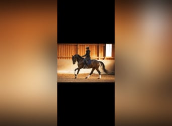 Oldenburger, Wallach, 6 Jahre, 175 cm, Dunkelbrauner