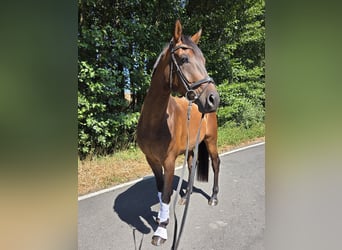 Oldenburger, Wallach, 6 Jahre, 175 cm, Dunkelbrauner