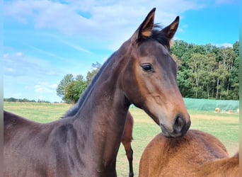 Oldenburger, Wallach, 6 Jahre, 175 cm, Dunkelbrauner