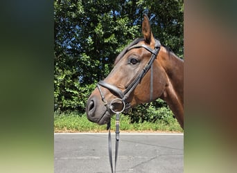 Oldenburger, Wallach, 6 Jahre, 175 cm, Dunkelbrauner
