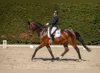 Oldenburger, Wallach, 6 Jahre, 175 cm, Dunkelbrauner