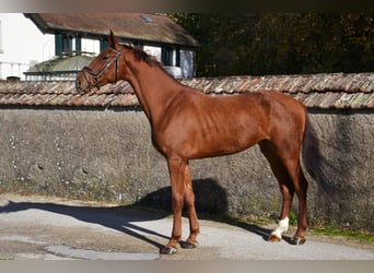 Oldenburger, Wallach, 6 Jahre, 176 cm, Fuchs