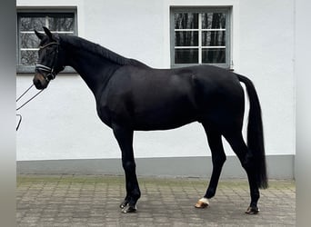 Oldenburger, Wallach, 6 Jahre, 177 cm, Rappe