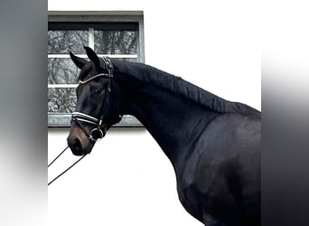 Oldenburger, Wallach, 6 Jahre, 177 cm, Rappe