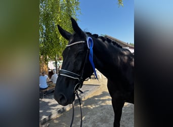 Oldenburger, Wallach, 6 Jahre, 177 cm, Rappe
