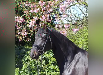 Oldenburger, Wallach, 6 Jahre, 177 cm, Schwarzbrauner
