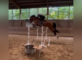 Oldenburger, Wallach, 6 Jahre, 179 cm, Brauner