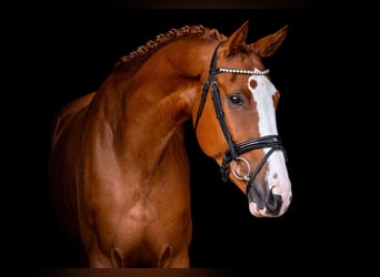 Oldenburger, Wallach, 6 Jahre, 179 cm, Fuchs