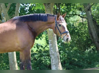 Oldenburger, Wallach, 6 Jahre, 180 cm, Brauner