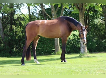 Oldenburger, Wallach, 6 Jahre, 180 cm, Brauner