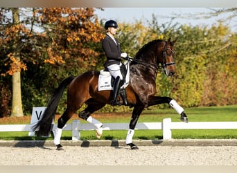 Oldenburger, Wallach, 6 Jahre, 180 cm, Brauner
