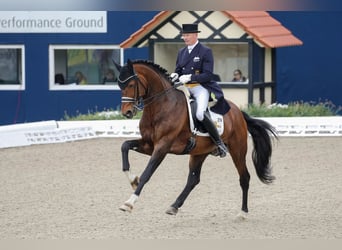 Oldenburger, Wallach, 6 Jahre, 180 cm, Brauner