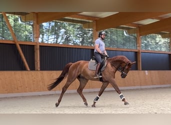 Oldenburger, Wallach, 6 Jahre, 180 cm, Fuchs