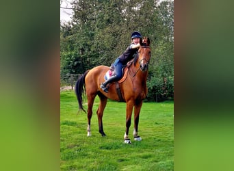 Oldenburger, Wallach, 6 Jahre, 184 cm, Brauner