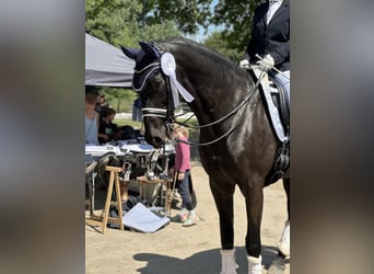 Oldenburger, Wallach, 6 Jahre, Rappe