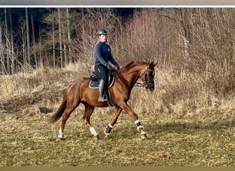 Oldenburger, Wallach, 7 Jahre, 163 cm, Fuchs