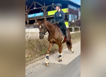 Oldenburger, Wallach, 7 Jahre, 163 cm, Fuchs