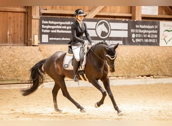 Oldenburger, Wallach, 7 Jahre, 163 cm, Schwarzbrauner