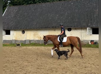 Oldenburger, Wallach, 7 Jahre, 165 cm, Fuchs