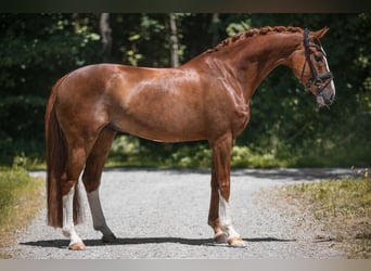 Oldenburger, Wallach, 7 Jahre, 165 cm, Fuchs