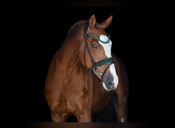 Oldenburger, Wallach, 7 Jahre, 165 cm, Fuchs