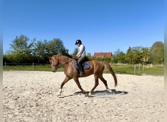 Oldenburger, Wallach, 7 Jahre, 165 cm, Fuchs