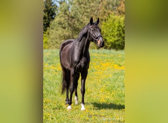 Oldenburger, Wallach, 7 Jahre, 165 cm, Rappe