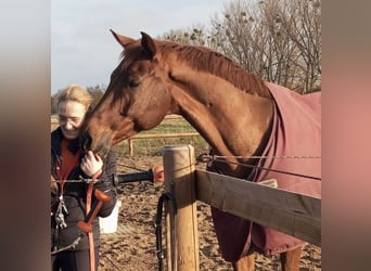 Oldenburger, Wallach, 7 Jahre, 166 cm, Dunkelfuchs
