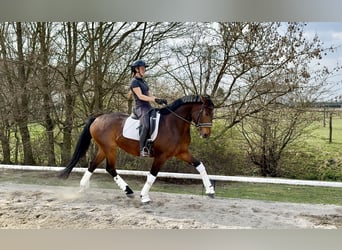 Oldenburger, Wallach, 7 Jahre, 167 cm, Brauner