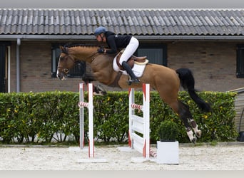 Oldenburger, Wallach, 7 Jahre, 167 cm, Brauner