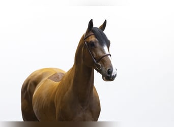 Oldenburger, Wallach, 7 Jahre, 167 cm, Brauner