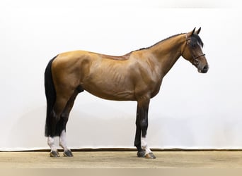 Oldenburger, Wallach, 7 Jahre, 167 cm, Brauner