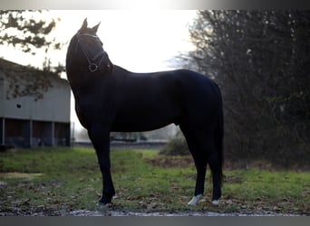 Oldenburger, Wallach, 7 Jahre, 167 cm, Rappe