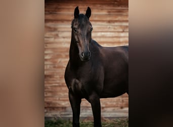 Oldenburger, Wallach, 7 Jahre, 167 cm, Rappe