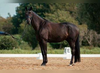 Oldenburger, Wallach, 7 Jahre, 167 cm, Rappe